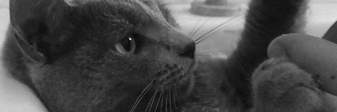 charo_bis_fer's profile banner image
