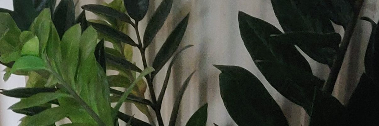 IntellectualCha's profile banner image