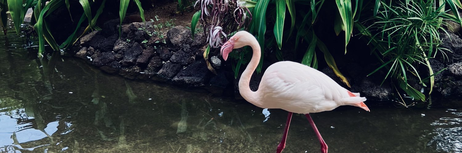 Laauu🦩 banner