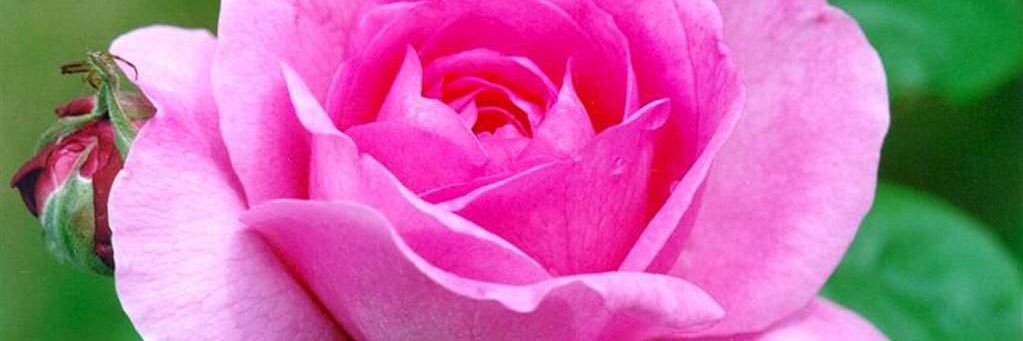 hammudi30's profile banner image