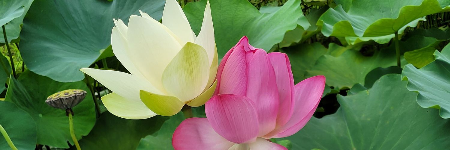 a23091568's profile banner image