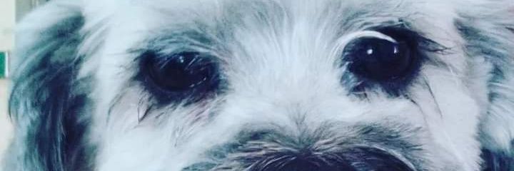 Barbuch's profile banner image