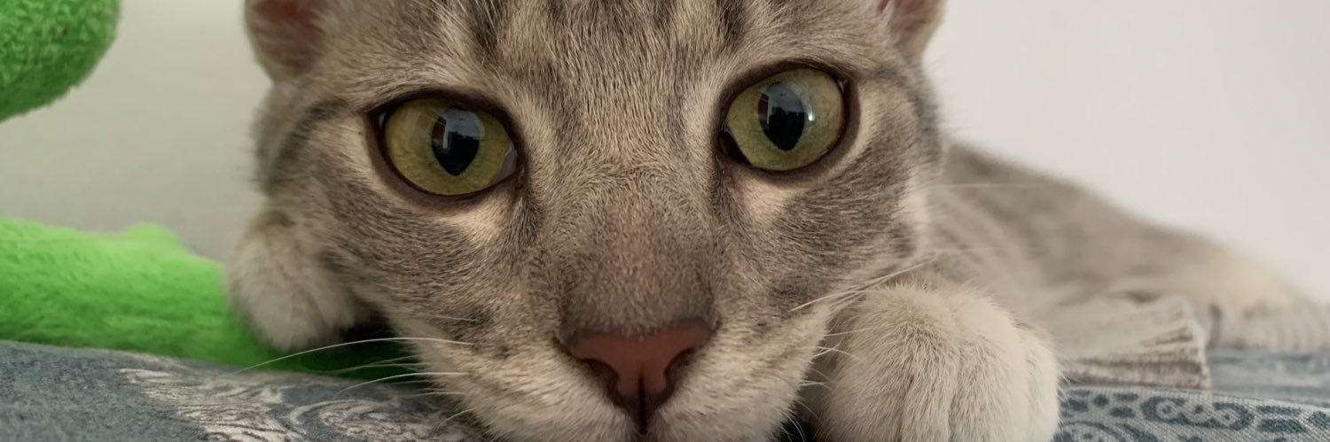 ferzulli11's profile banner image