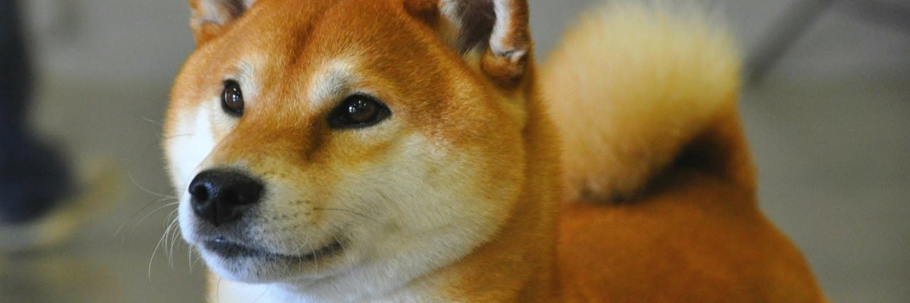 Stumpie 💤🦖 | 🦭/acc banner