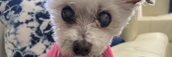 ceci_g222 Profile Banner