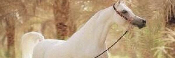 anas1389h's profile banner image