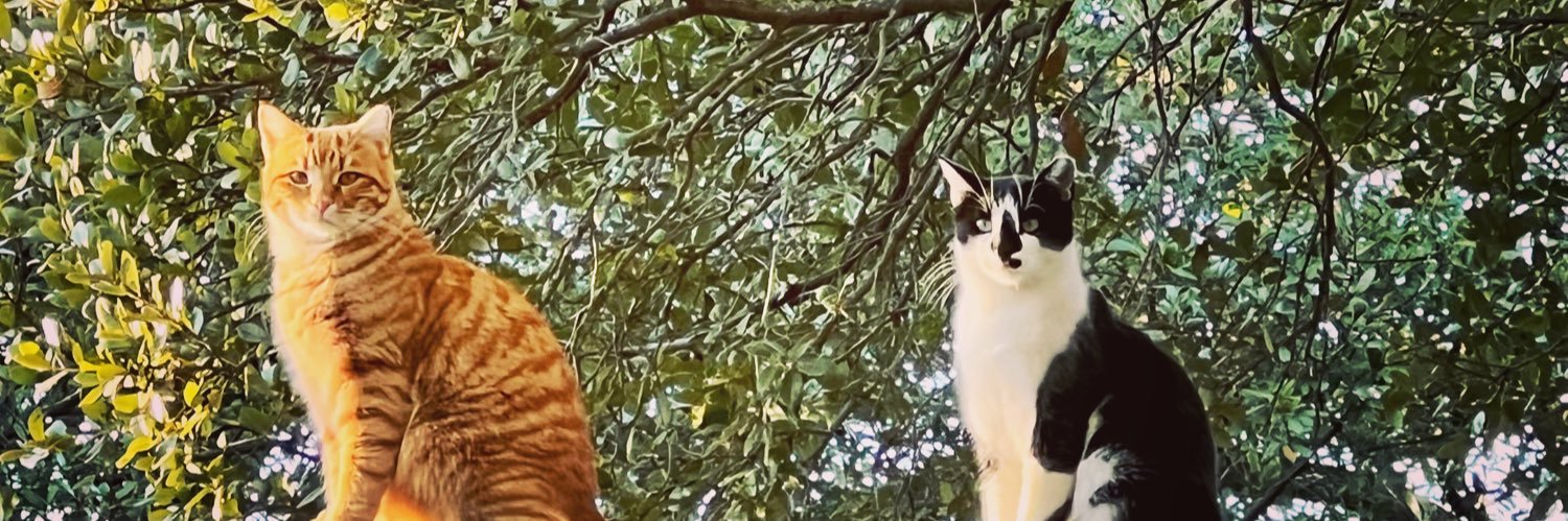 Grumpy 🐈‍⬛ (& Butters 🐈) banner