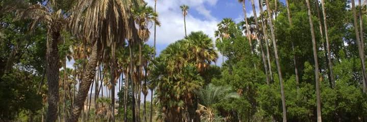 Sa'ad Aw Muse banner