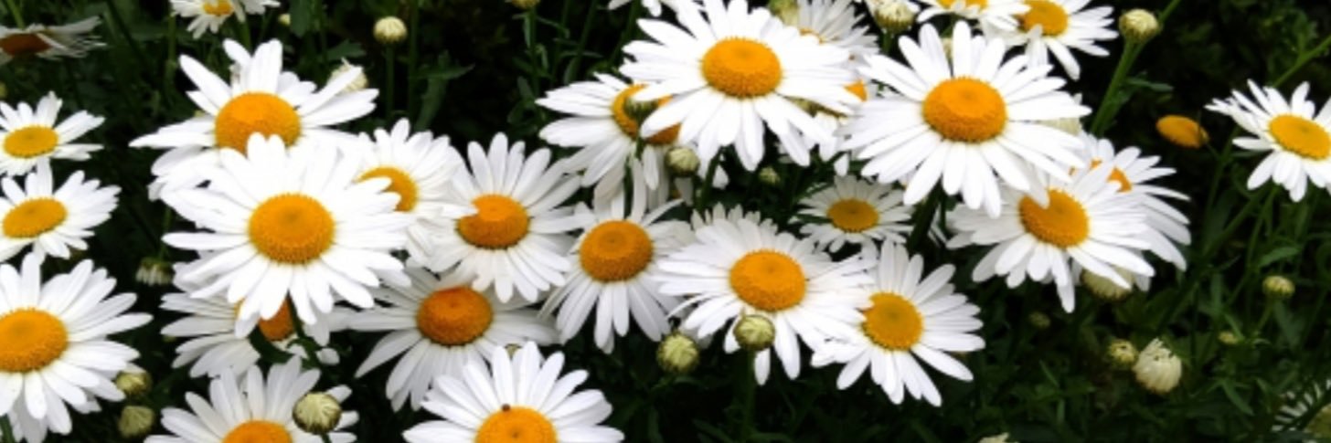 M A Y A ♡ 애국의 마야🏳️‍⚧️ヽ(๑╹◡╹)v🏳️‍🌈 banner