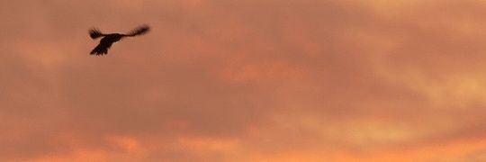 Jim T banner