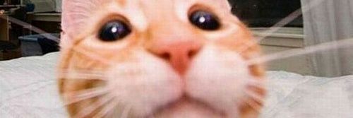 NingenBlue's profile banner image