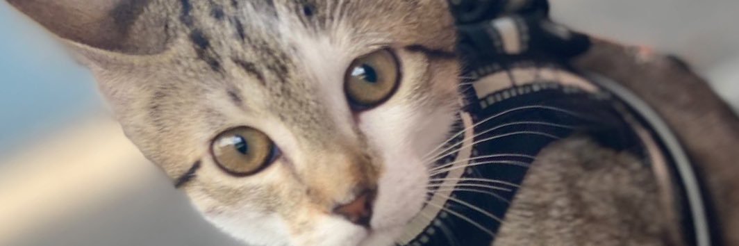 smatitisma's profile banner image
