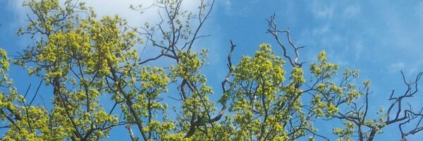 BMani Profile Banner