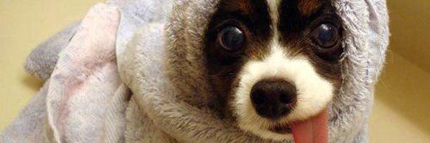Proteccion de animal banner