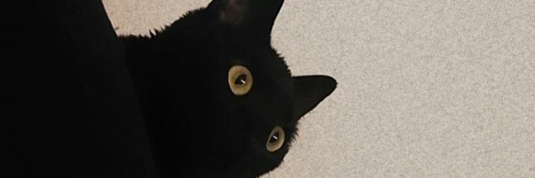 Cat 😾 banner
