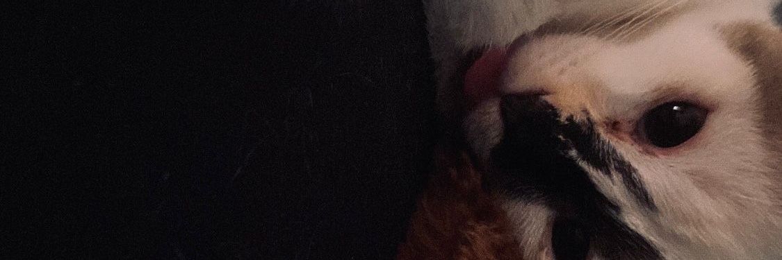Bpatricio06's profile banner image
