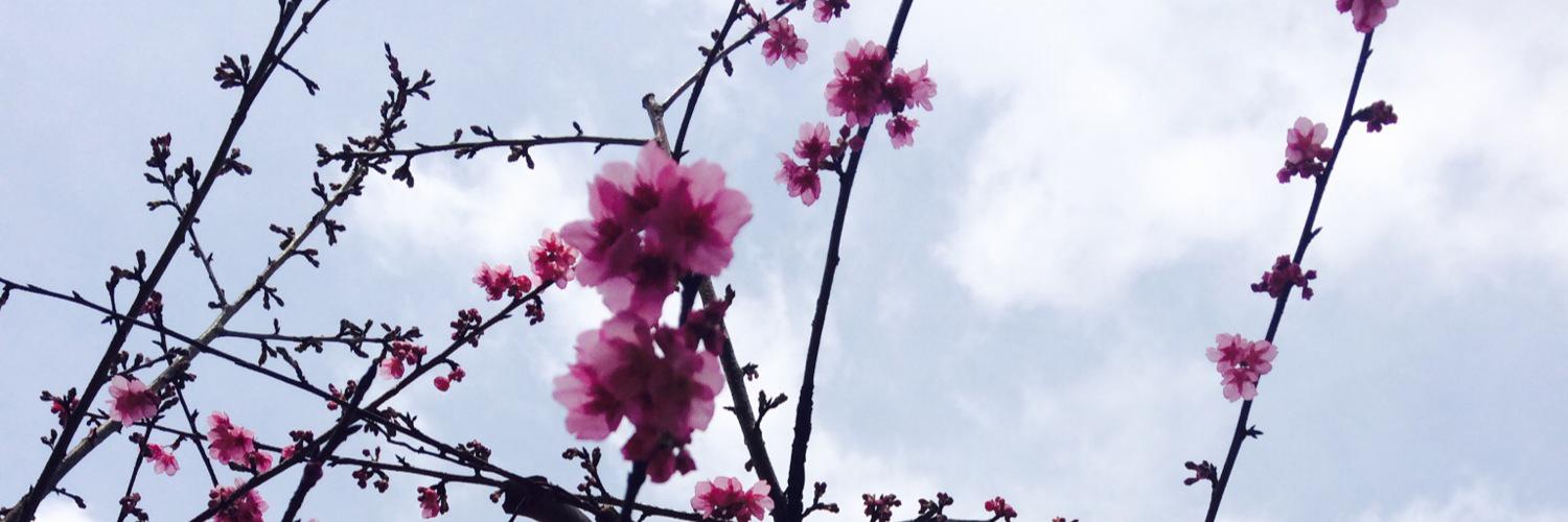 pupe's profile banner image