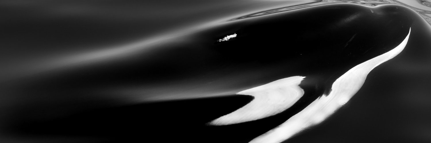 CryptOrca_NFT's profile banner image