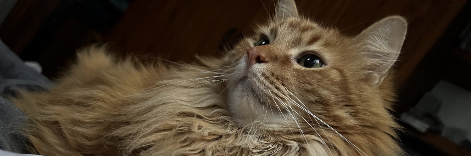 ゴジラ Chris ➡️ The Boil banner