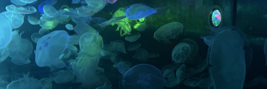 FuzzyBears1's profile banner image