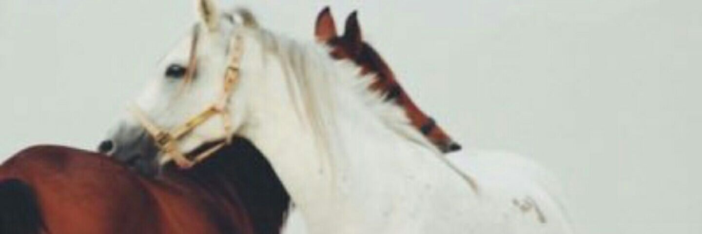 alshamyooooo's profile banner image