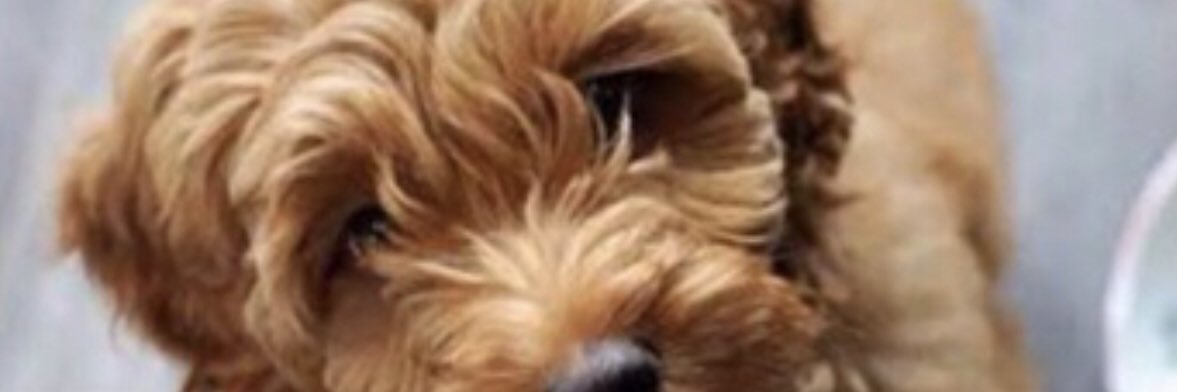 T_flap_ banner