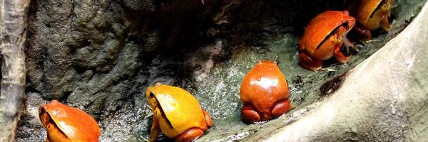 _emjlin Profile Banner