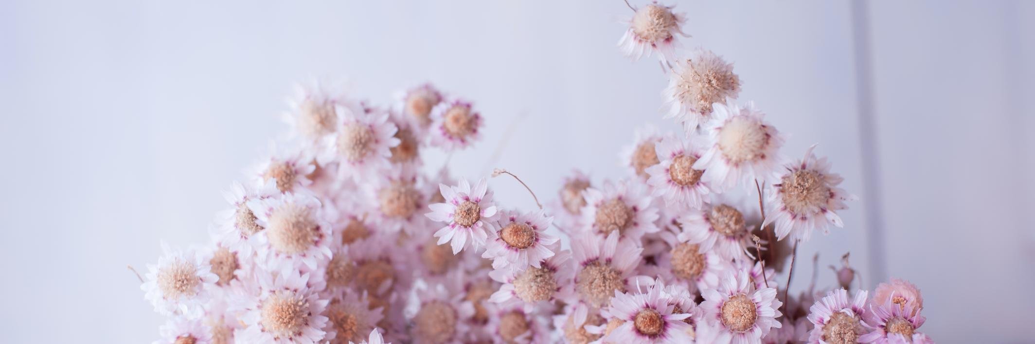 RoxyHutton's profile banner image
