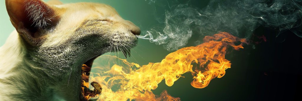 TquilaMokingbrd's profile banner image