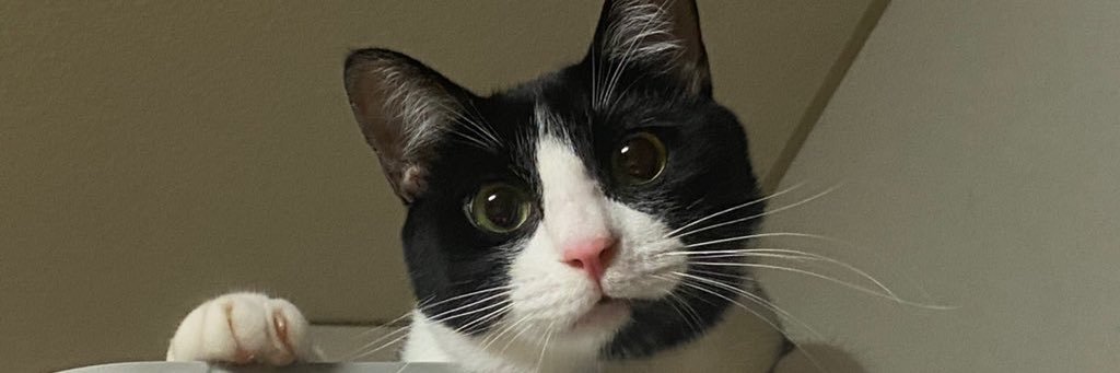 れーや🐈‍⬛ banner