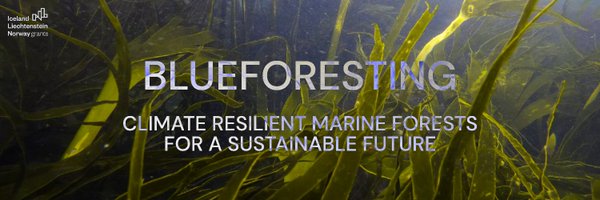 blueforesting Profile Banner