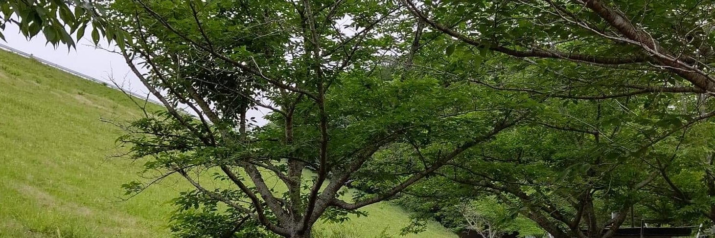 nkawa2's profile banner image