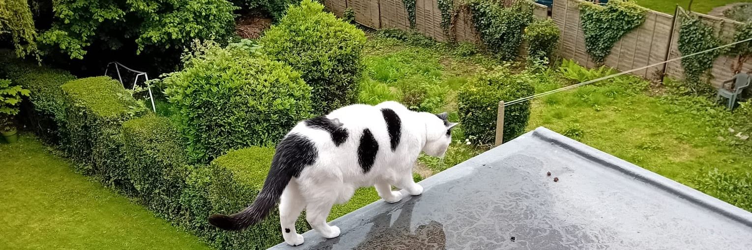 🗣️ 🅟🅐🅣🅡🅘🅒🅚 banner