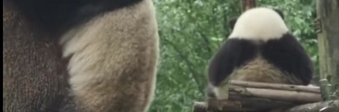 🐼 banner