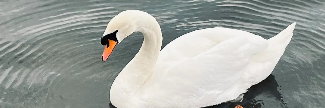PTPenguin's profile banner image