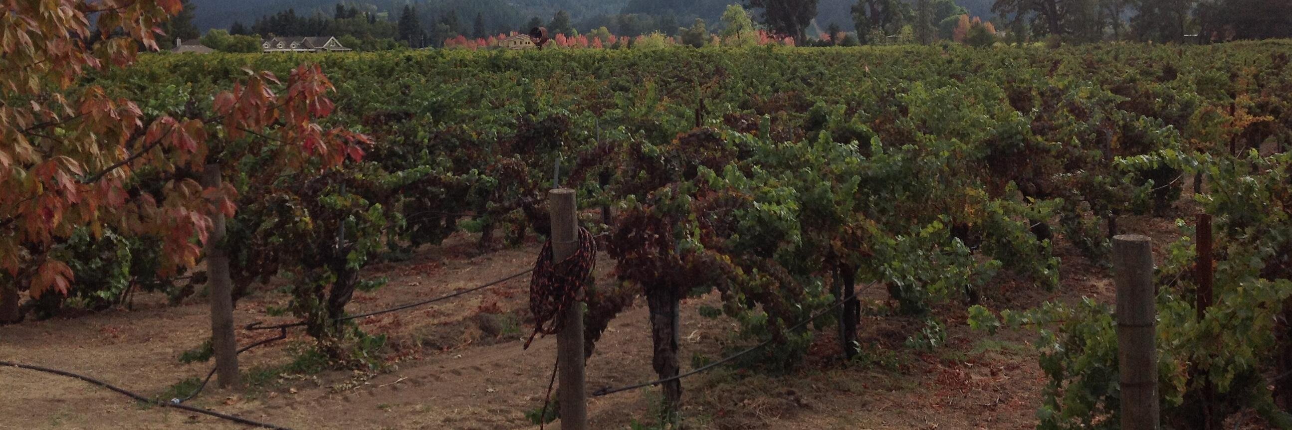 WineWildWest's profile banner image