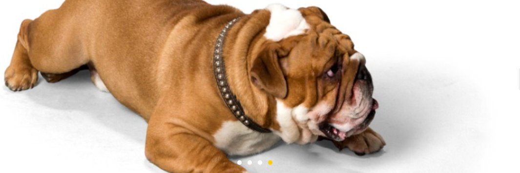 Bark with Buster banner
