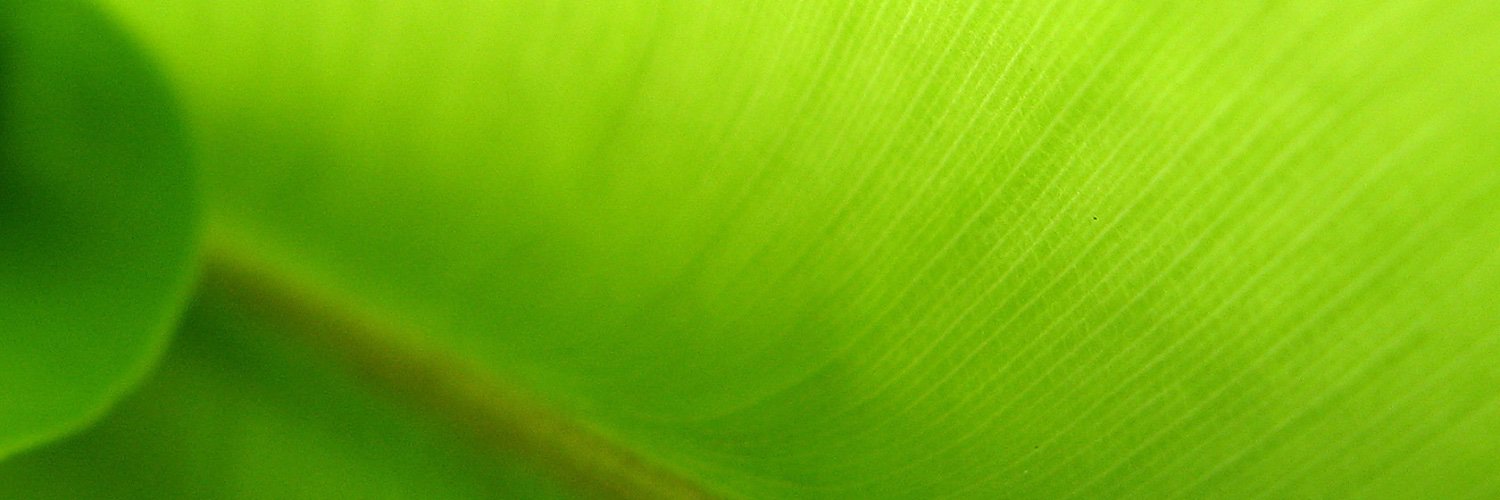 Danil Pismenny banner
