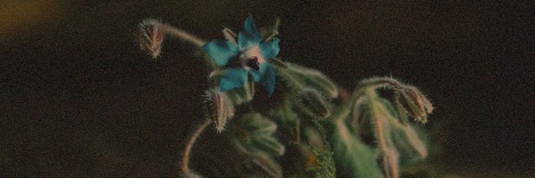 virescxnt_ Profile Banner