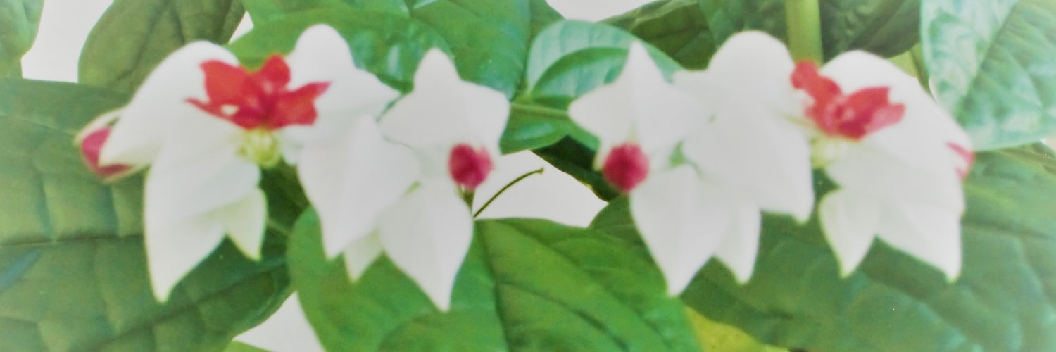 東北大金研図書室 IMR Library banner