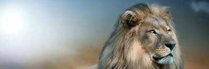 altyra539's profile banner image