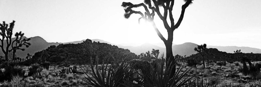 AlmostReal 🥃🎸🏍 🚬🔥 banner