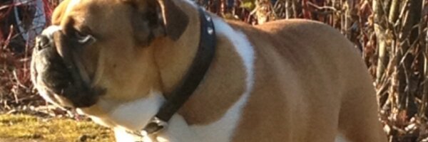 Stuartylittle Profile Banner