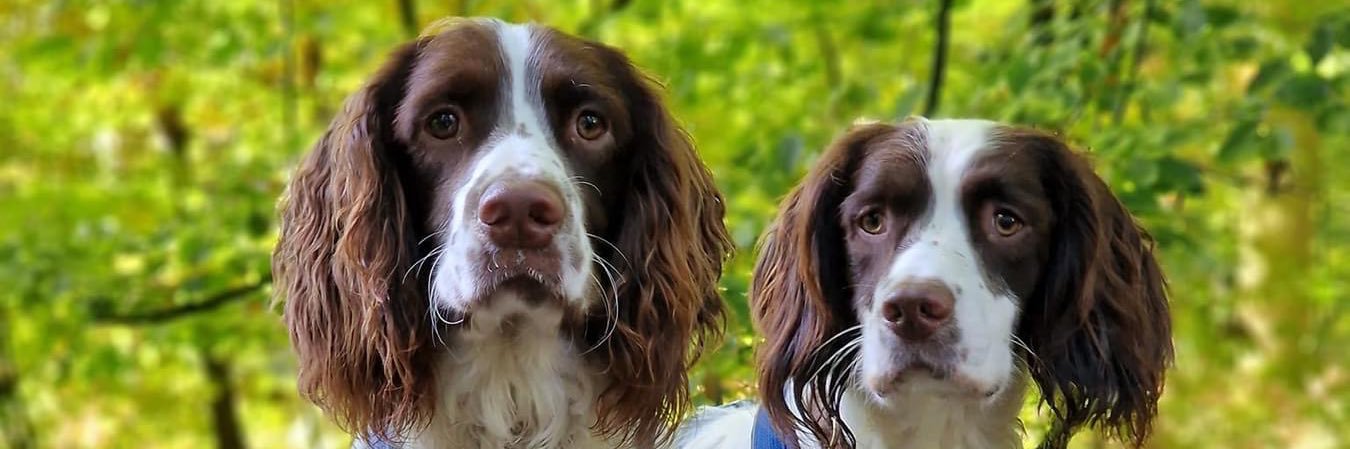 Peter Fisher | Web Development courses banner