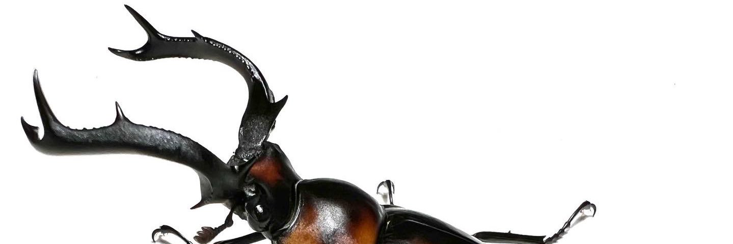 beetle_z's profile banner image