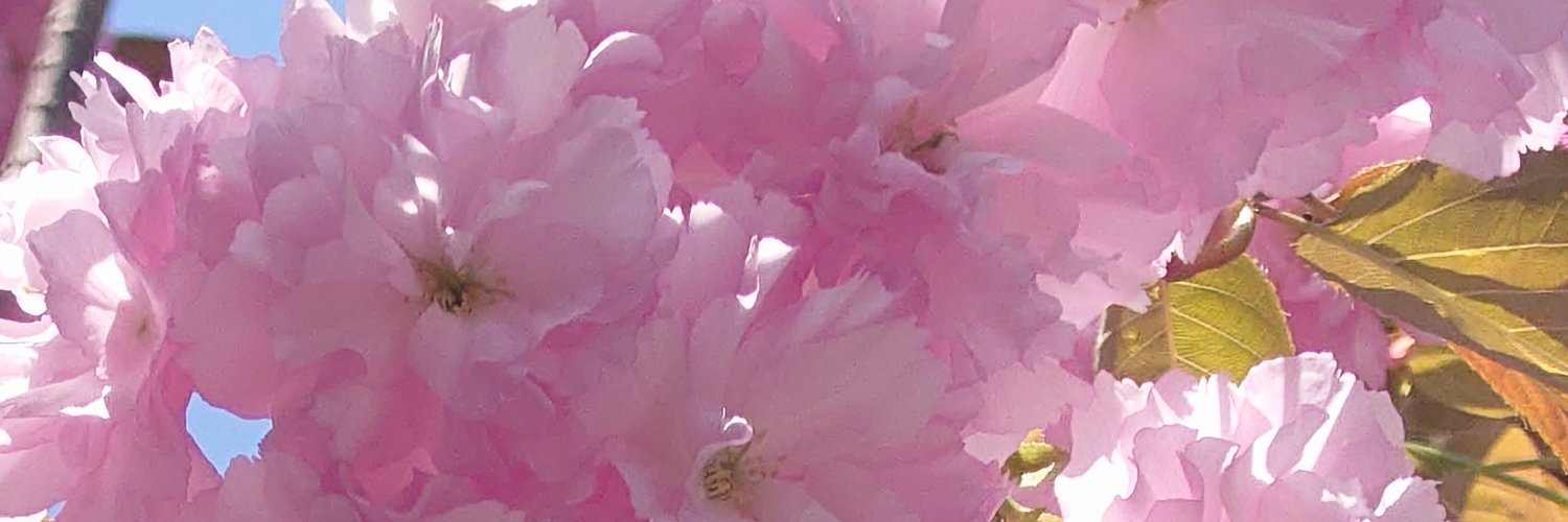 kuesuke_jp's profile banner image