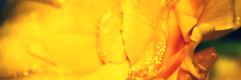 OlesjaMari's profile banner image