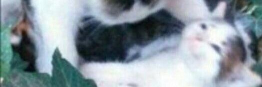 dozzie banner