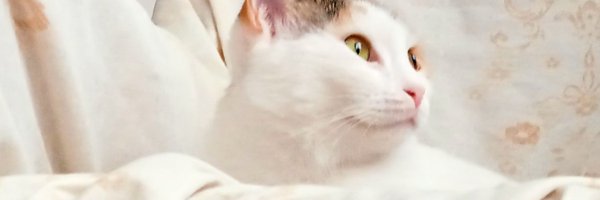 D13Mitra Profile Banner