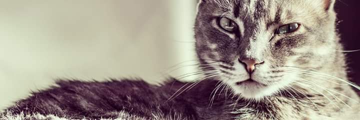 happyeepack's profile banner image